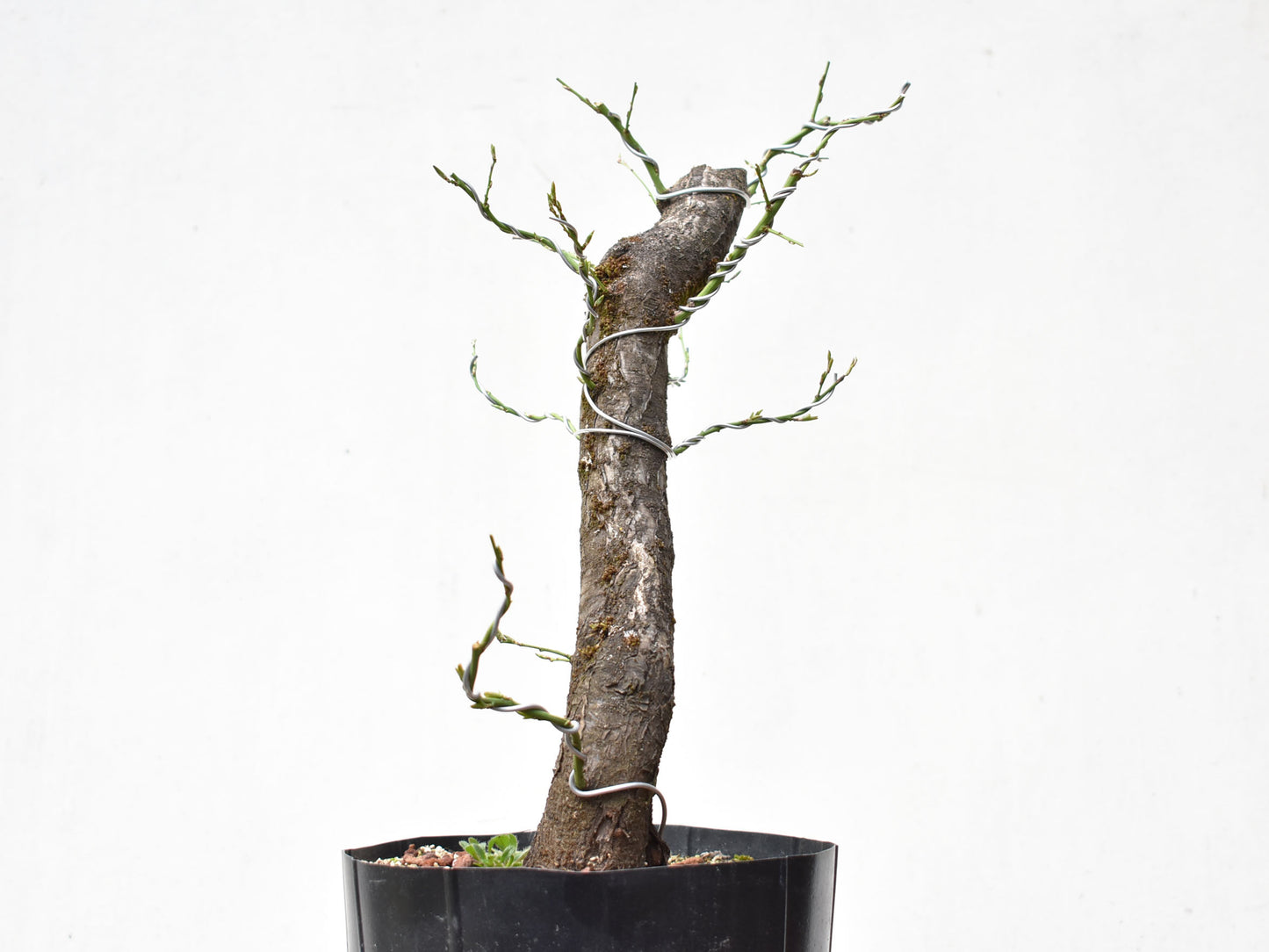 CIRUELO SILVESTRE (Prunus Cerasifera)