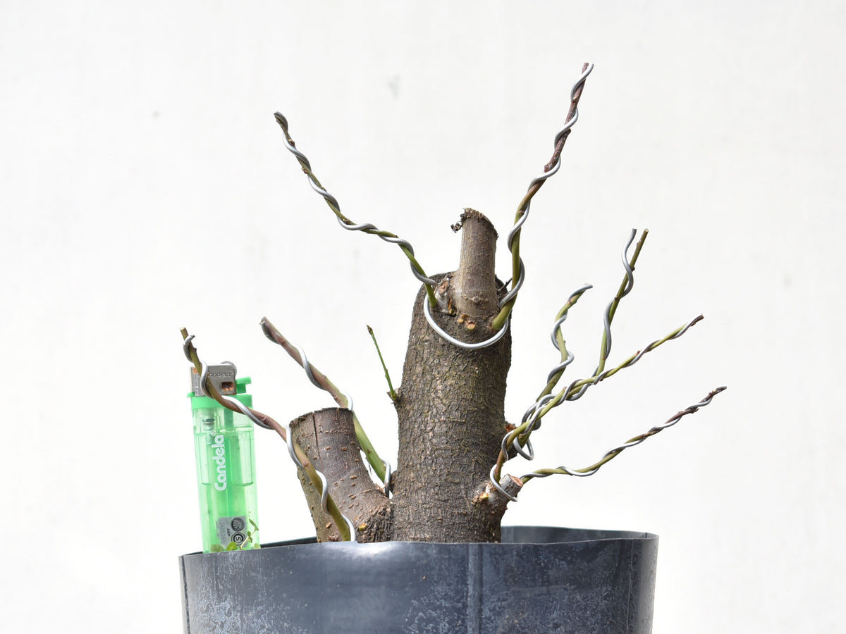 CIRUELO SILVESTRE (Prunus Cerasifera)