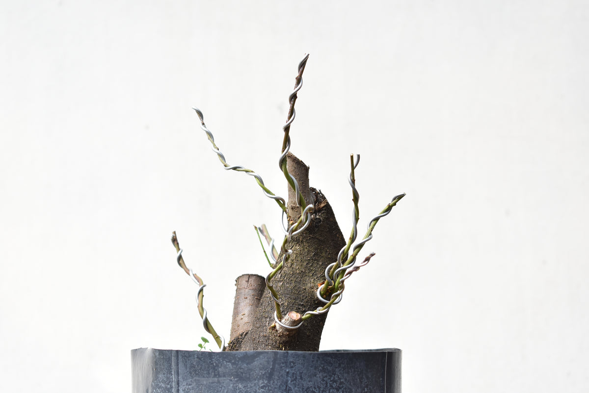CIRUELO SILVESTRE (Prunus Cerasifera)