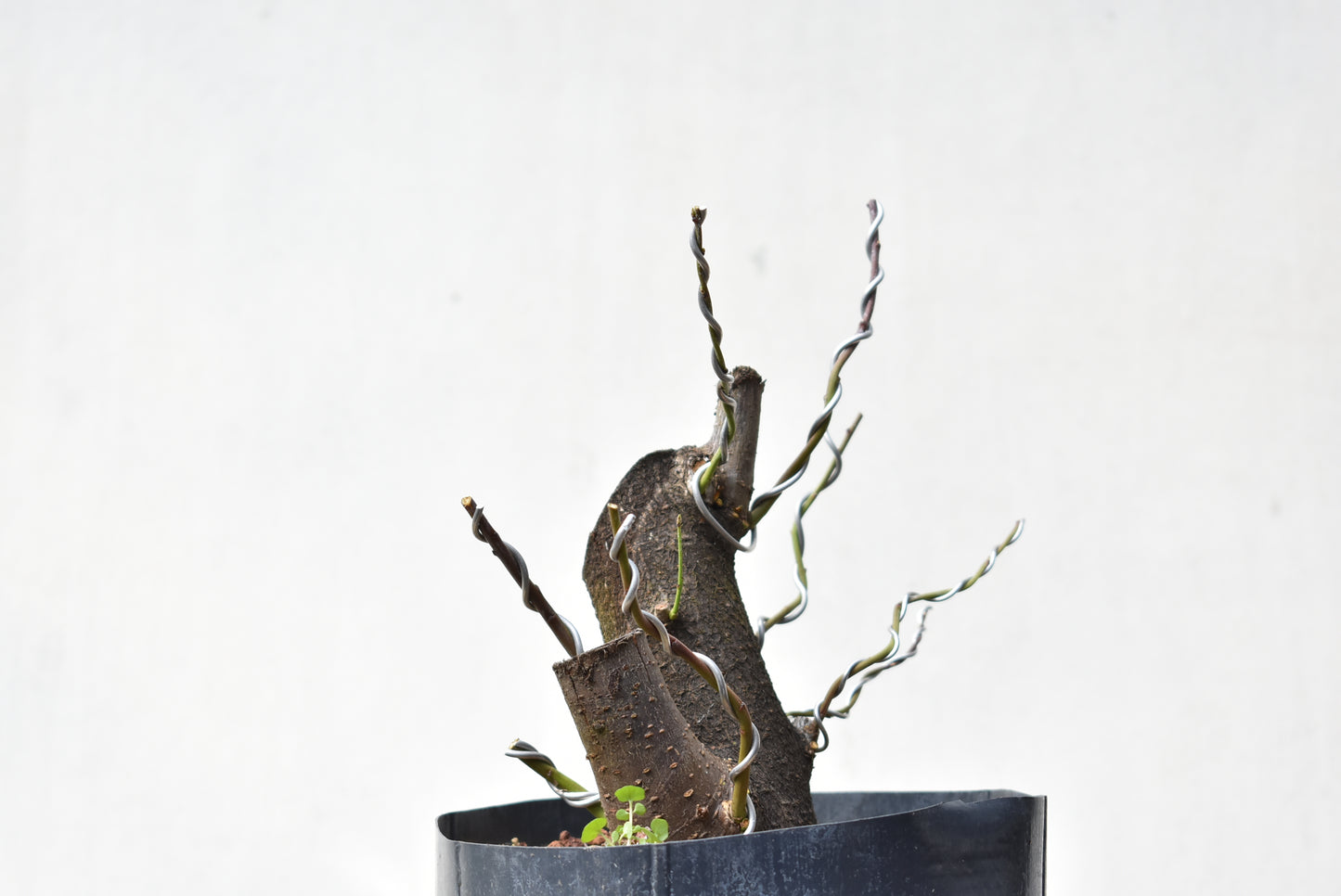 CIRUELO SILVESTRE (Prunus Cerasifera)