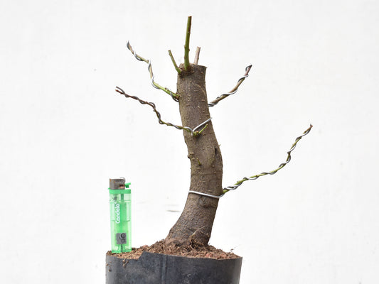 CIRUELO SILVESTRE (Prunus Cerasifera)