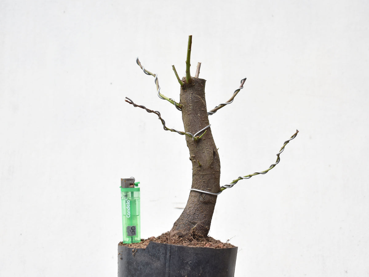 CIRUELO SILVESTRE (Prunus Cerasifera)