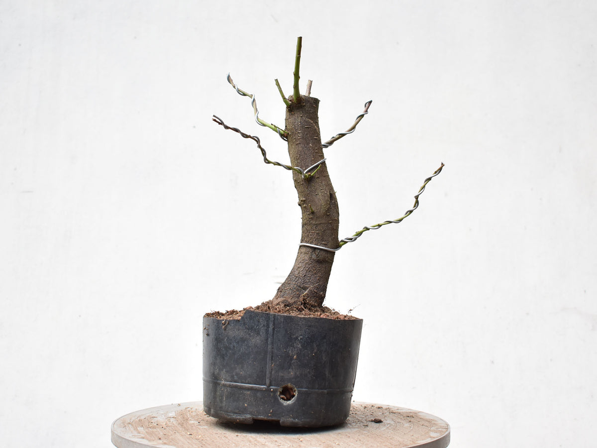 CIRUELO SILVESTRE (Prunus Cerasifera)