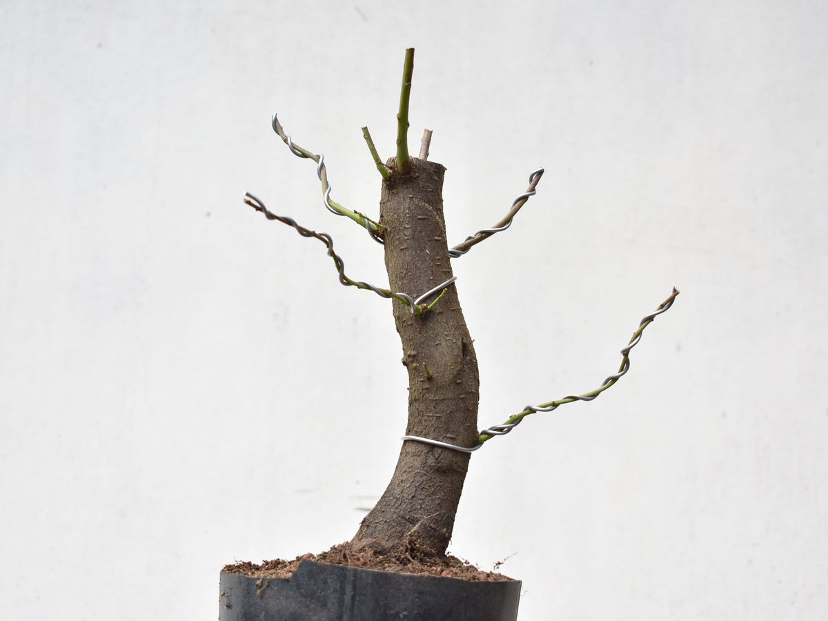CIRUELO SILVESTRE (Prunus Cerasifera)