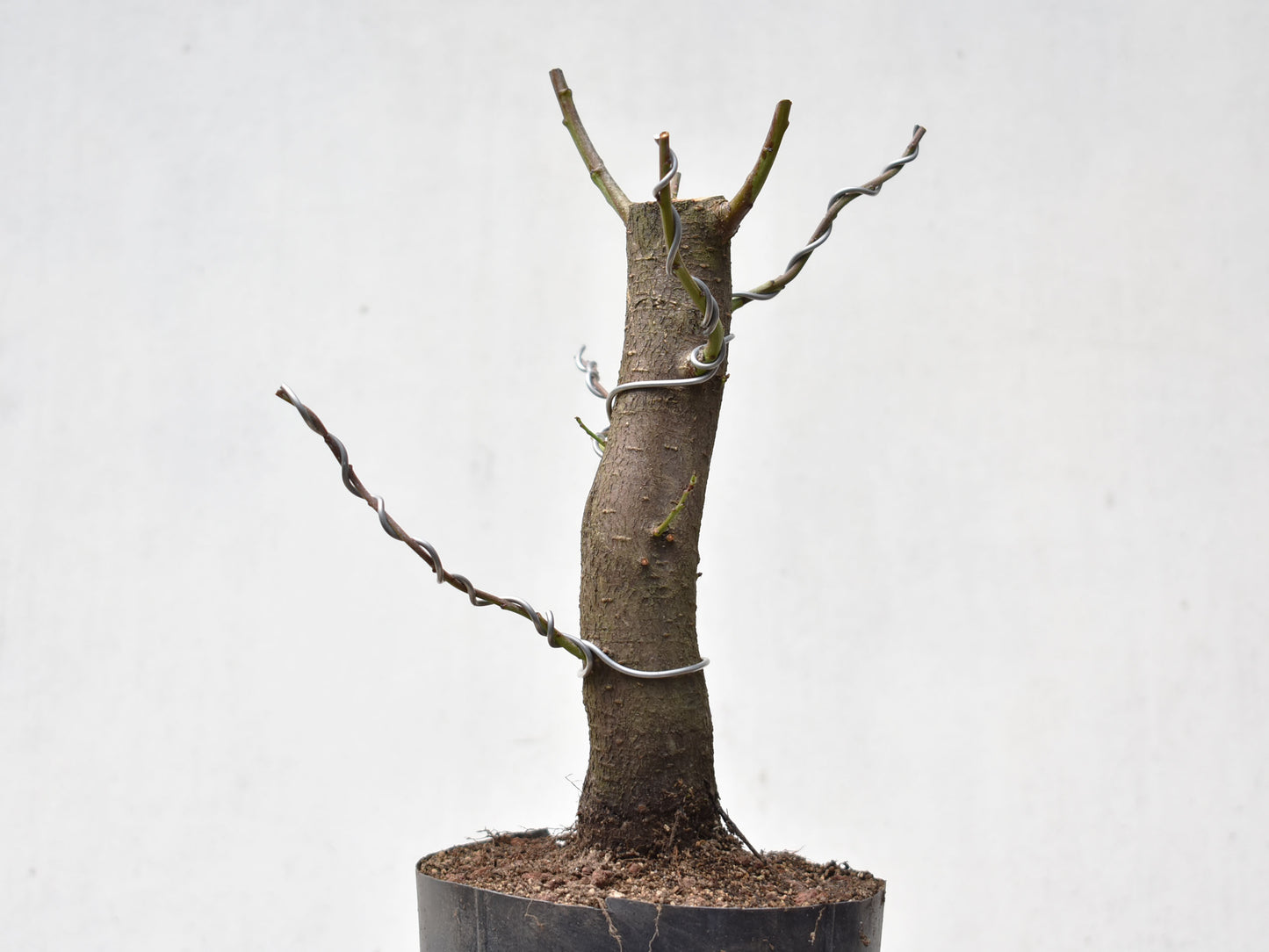 CIRUELO SILVESTRE (Prunus Cerasifera)