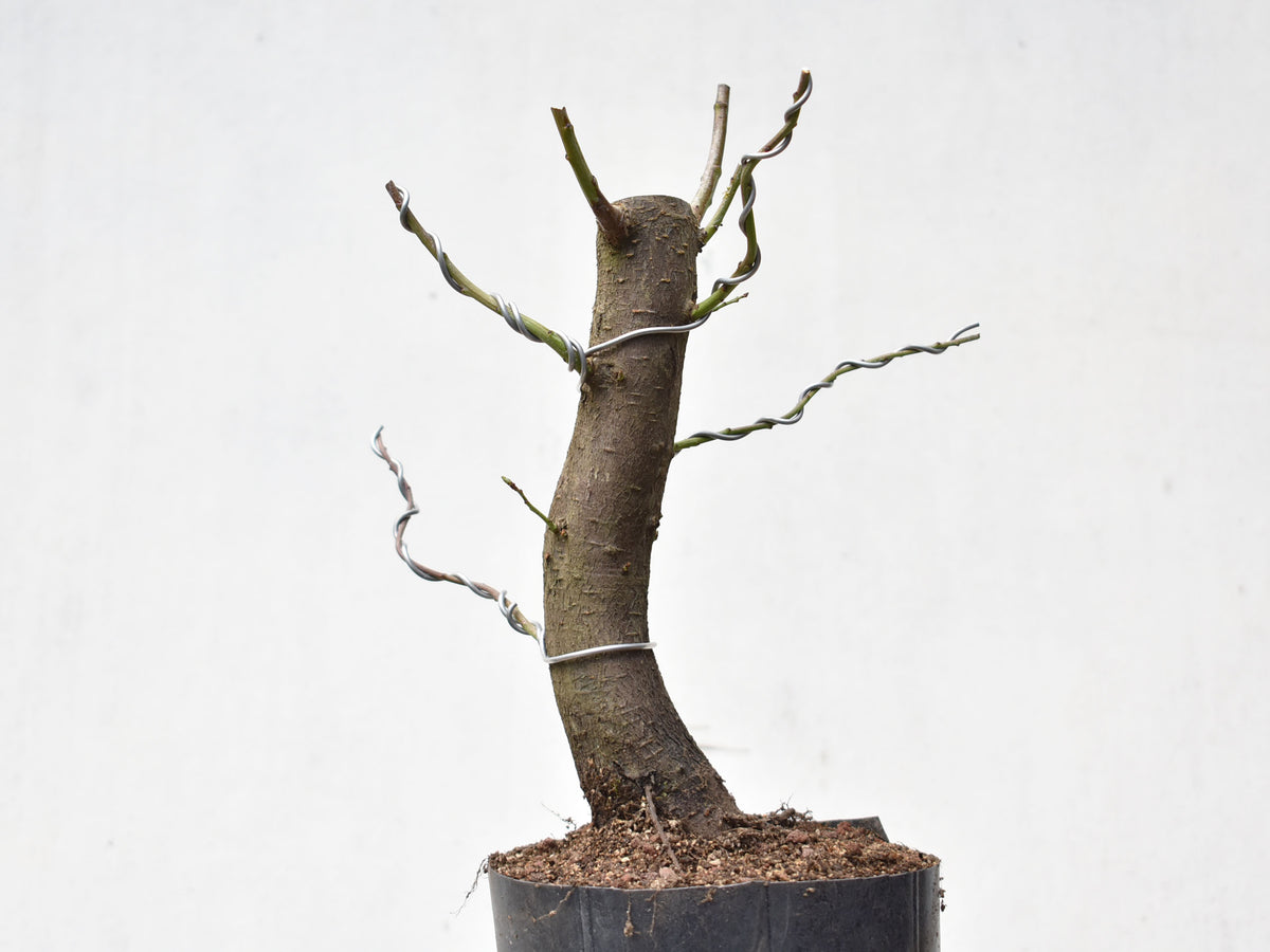 CIRUELO SILVESTRE (Prunus Cerasifera)