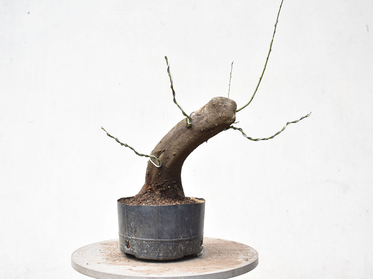 CIRUELO SILVESTRE (Prunus Cerasifera)