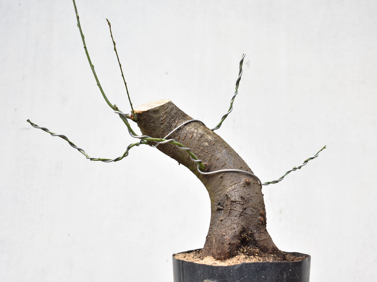 CIRUELO SILVESTRE (Prunus Cerasifera)