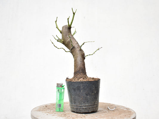 CIRUELO SILVESTRE (Prunus Cerasifera)