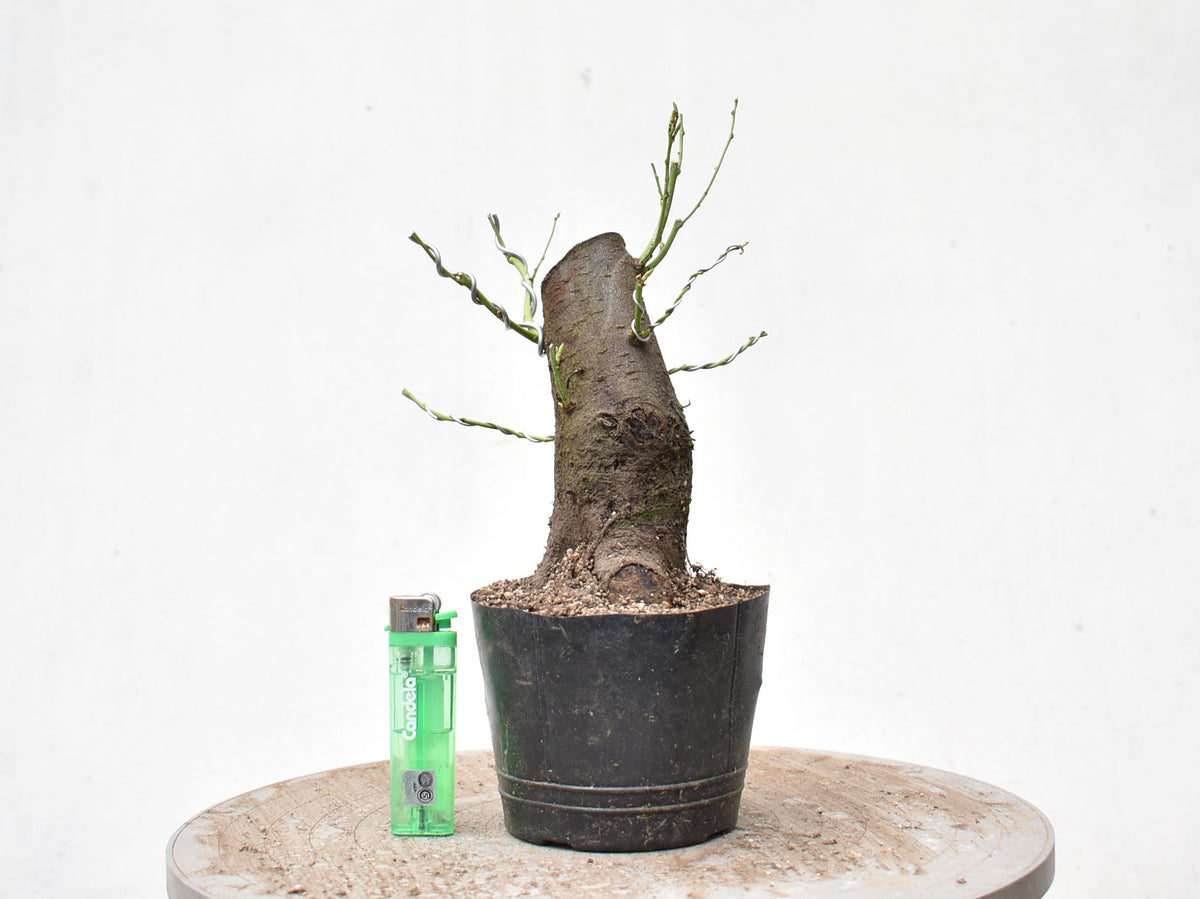 CIRUELO SILVESTRE (Prunus Cerasifera)