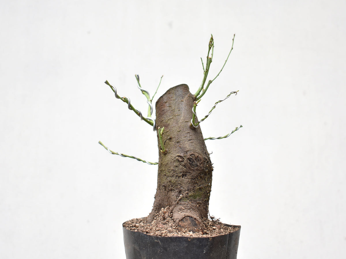 CIRUELO SILVESTRE (Prunus Cerasifera)
