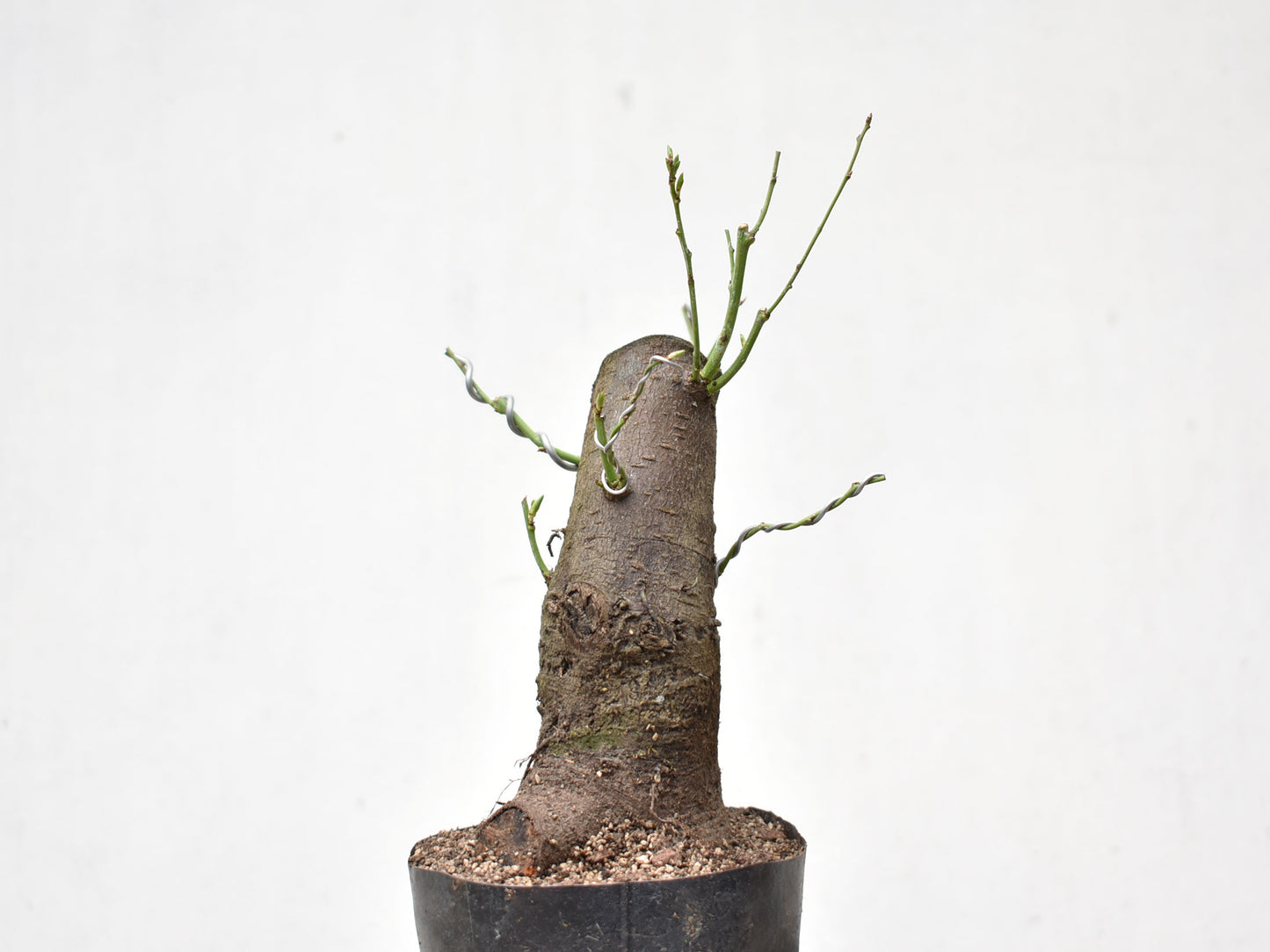 CIRUELO SILVESTRE (Prunus Cerasifera)