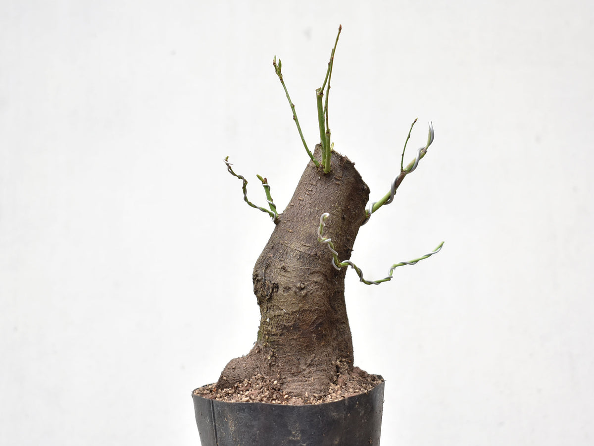 CIRUELO SILVESTRE (Prunus Cerasifera)