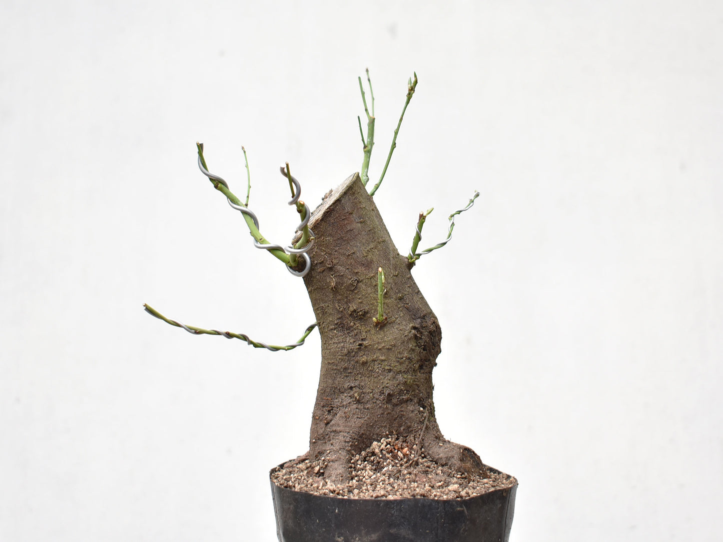 CIRUELO SILVESTRE (Prunus Cerasifera)