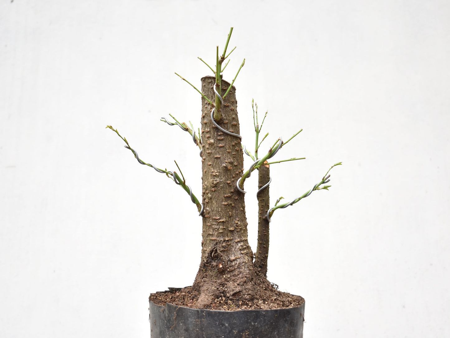 CIRUELO SILVESTRE (Prunus Cerasifera)