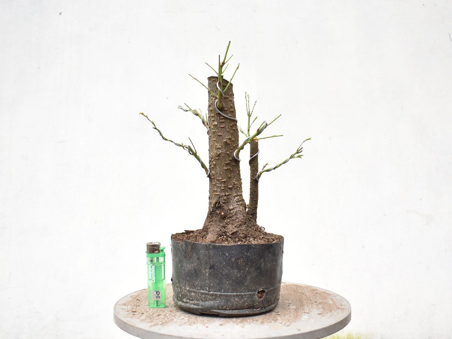 CIRUELO SILVESTRE (Prunus Cerasifera)