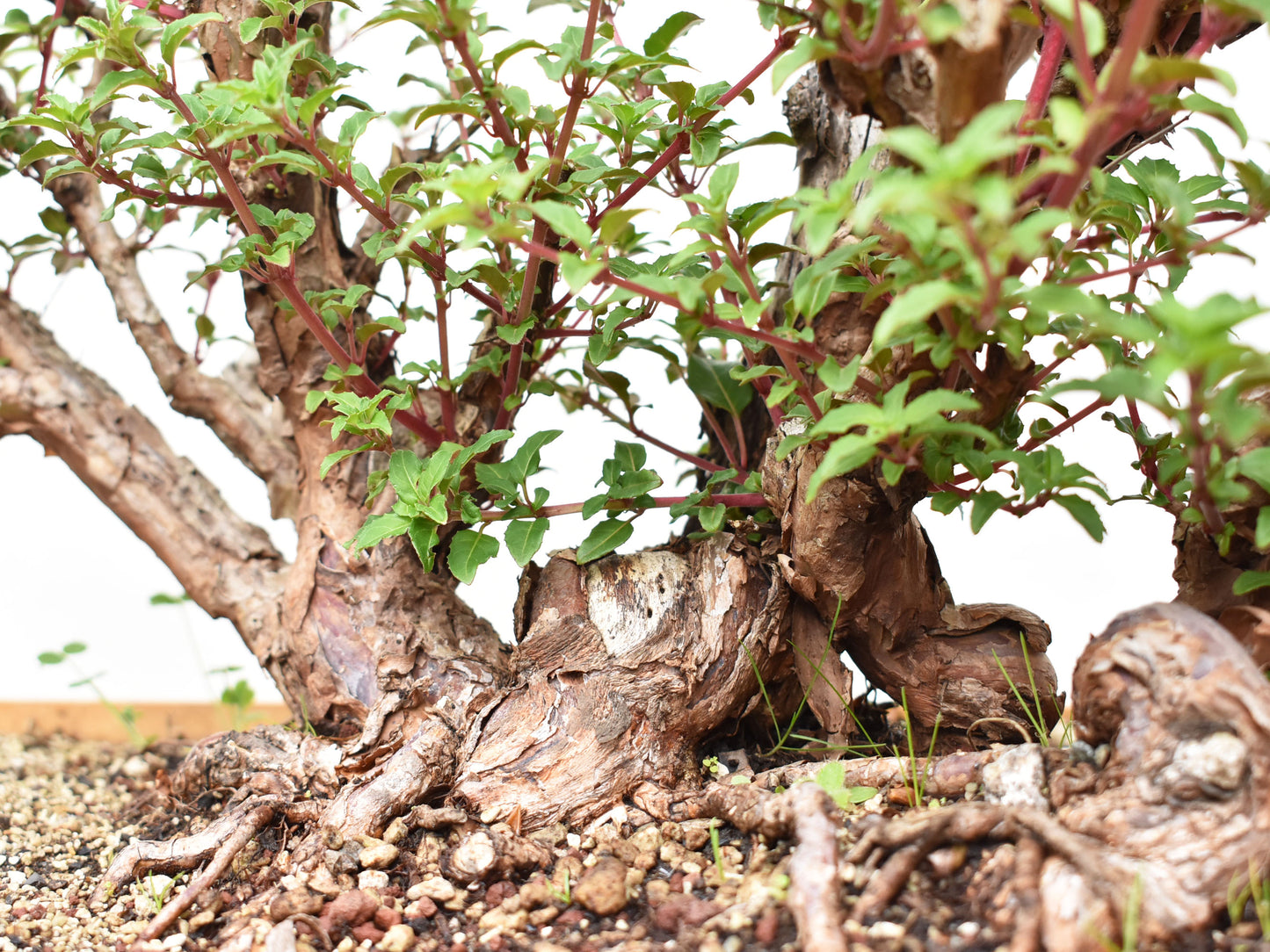 ALJABA (Fucsia Magellanica)