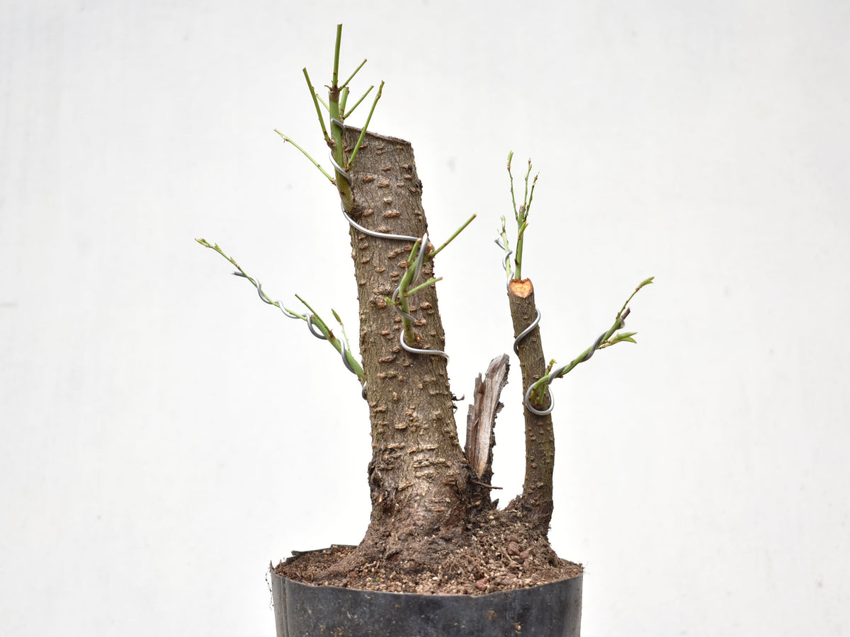 CIRUELO SILVESTRE (Prunus Cerasifera)
