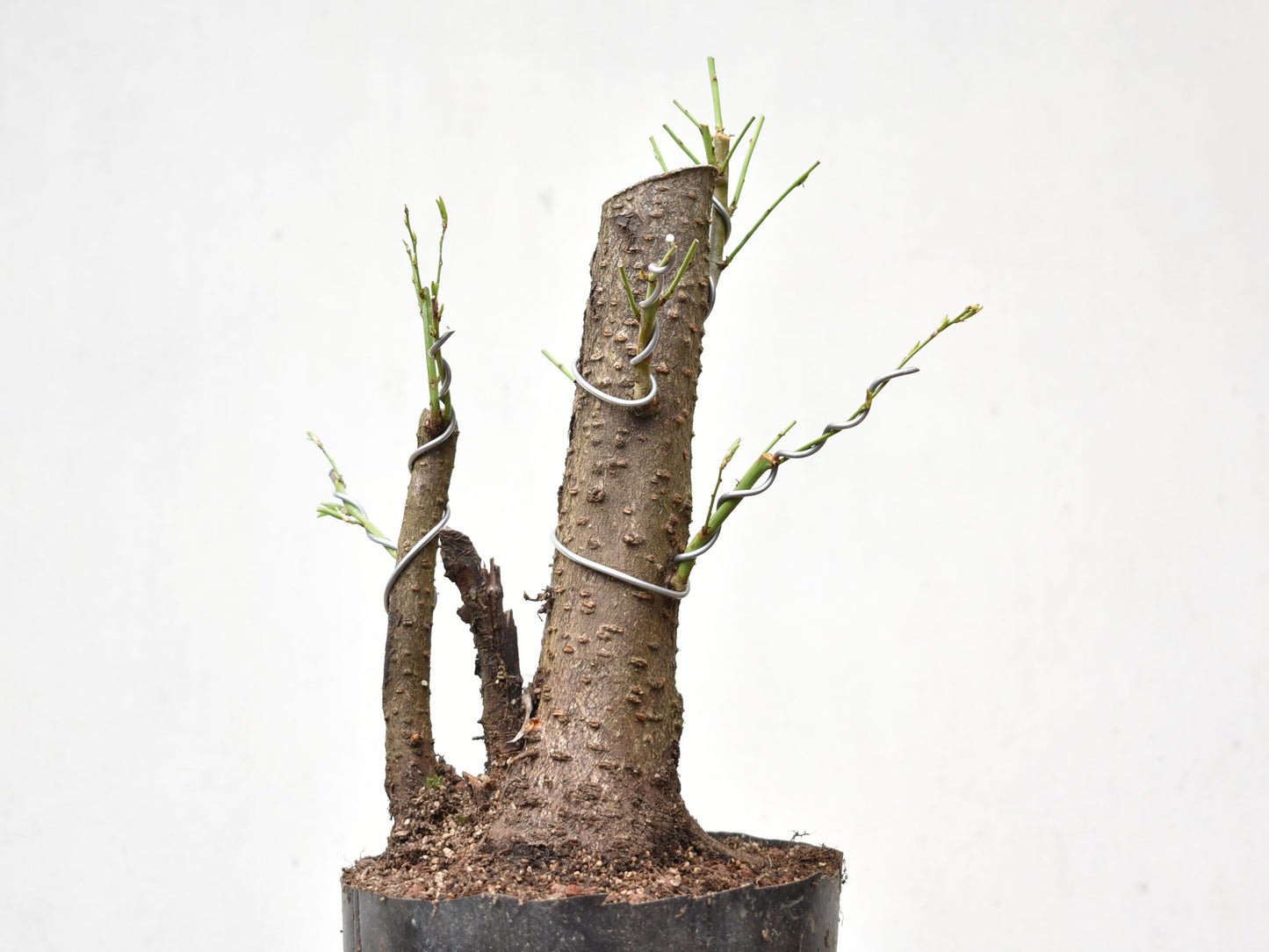 CIRUELO SILVESTRE (Prunus Cerasifera)