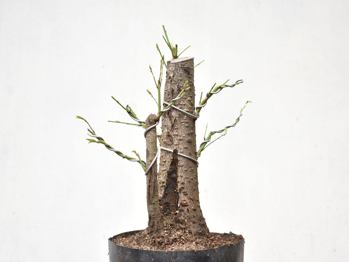 CIRUELO SILVESTRE (Prunus Cerasifera)
