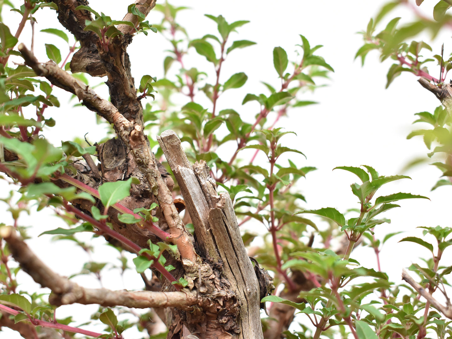 ALJABA (Fucsia Magellanica)