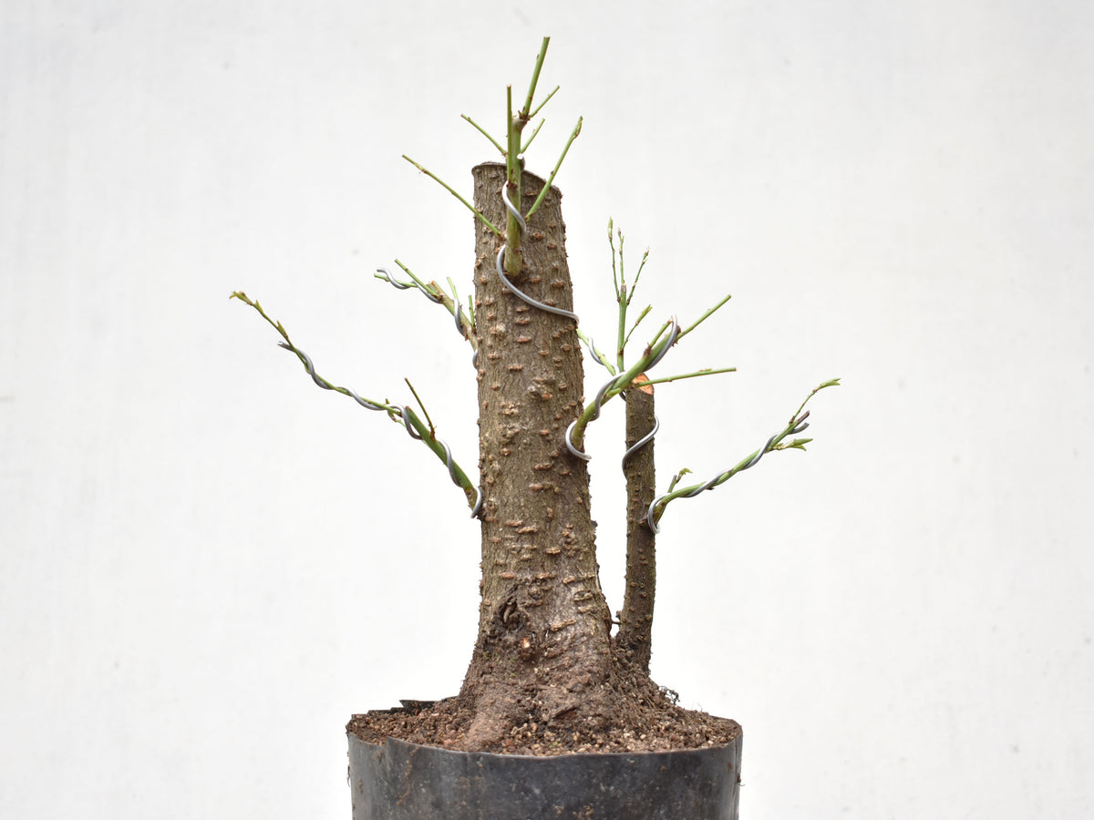 CIRUELO SILVESTRE (Prunus Cerasifera)