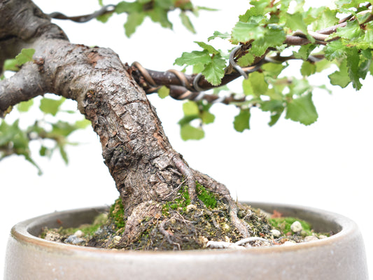 ÑIRE (Nothofagus Antarctica)