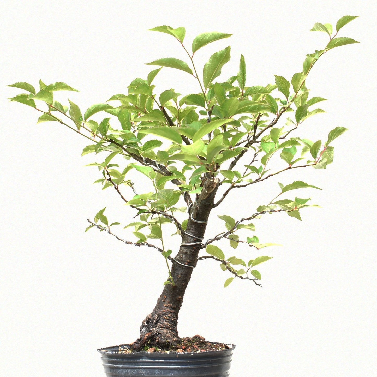 ENDRINO (Prunus Spinosa)