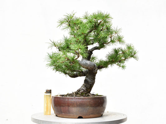 ALERCE EUROPEO (Larix Decidua)