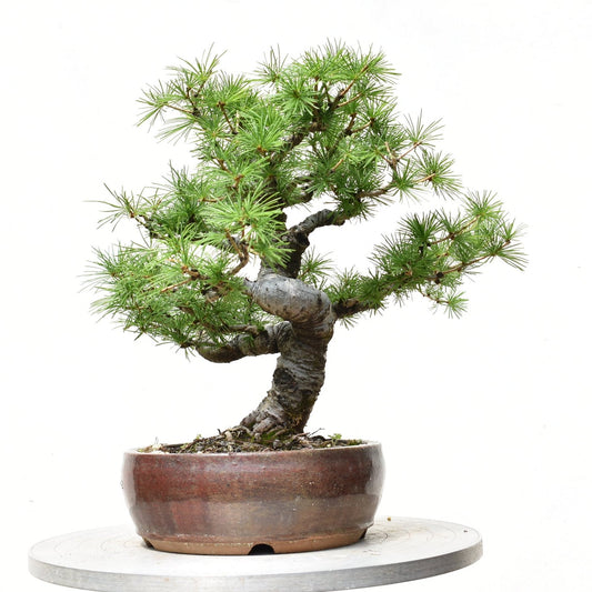 ALERCE EUROPEO (Larix Decidua)