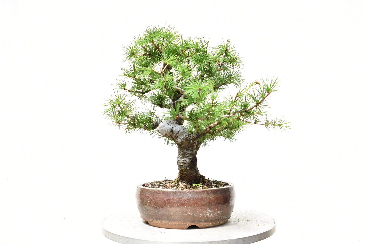 ALERCE EUROPEO (Larix Decidua)