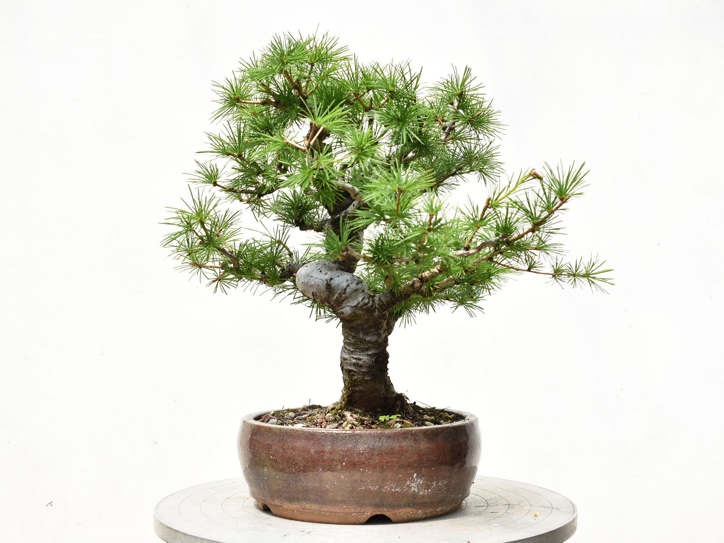 ALERCE EUROPEO (Larix Decidua)