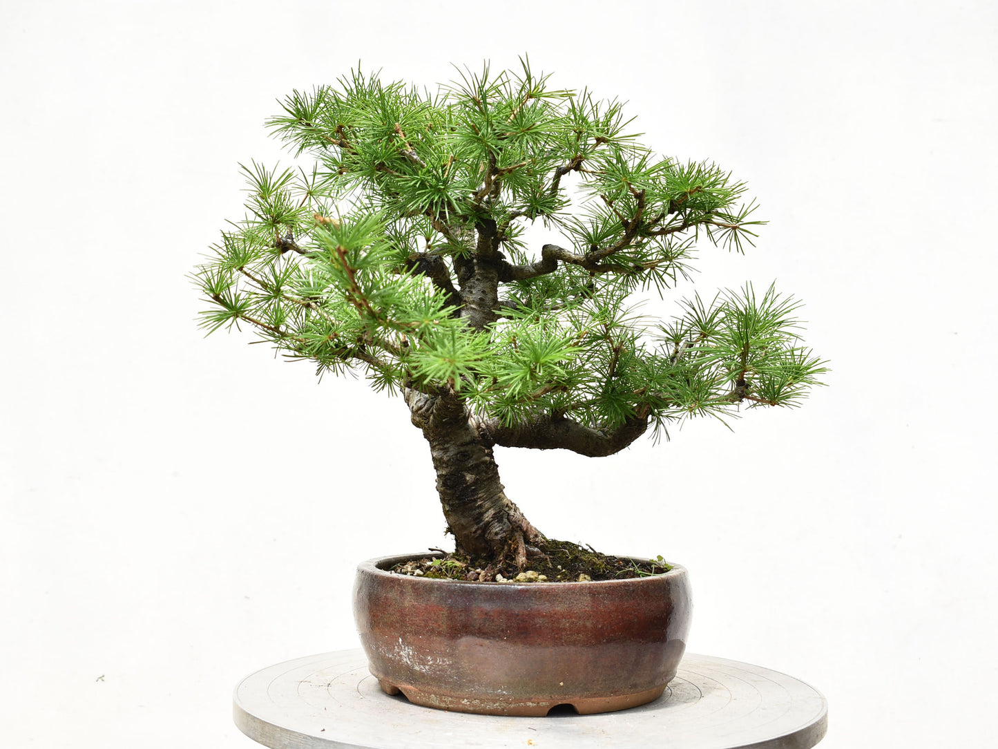 ALERCE EUROPEO (Larix Decidua)