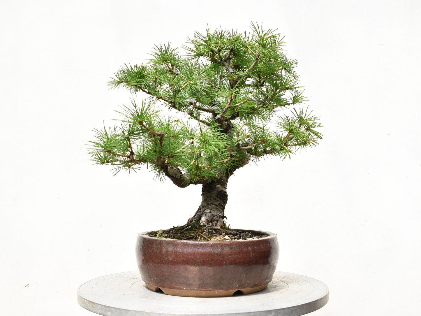 ALERCE EUROPEO (Larix Decidua)