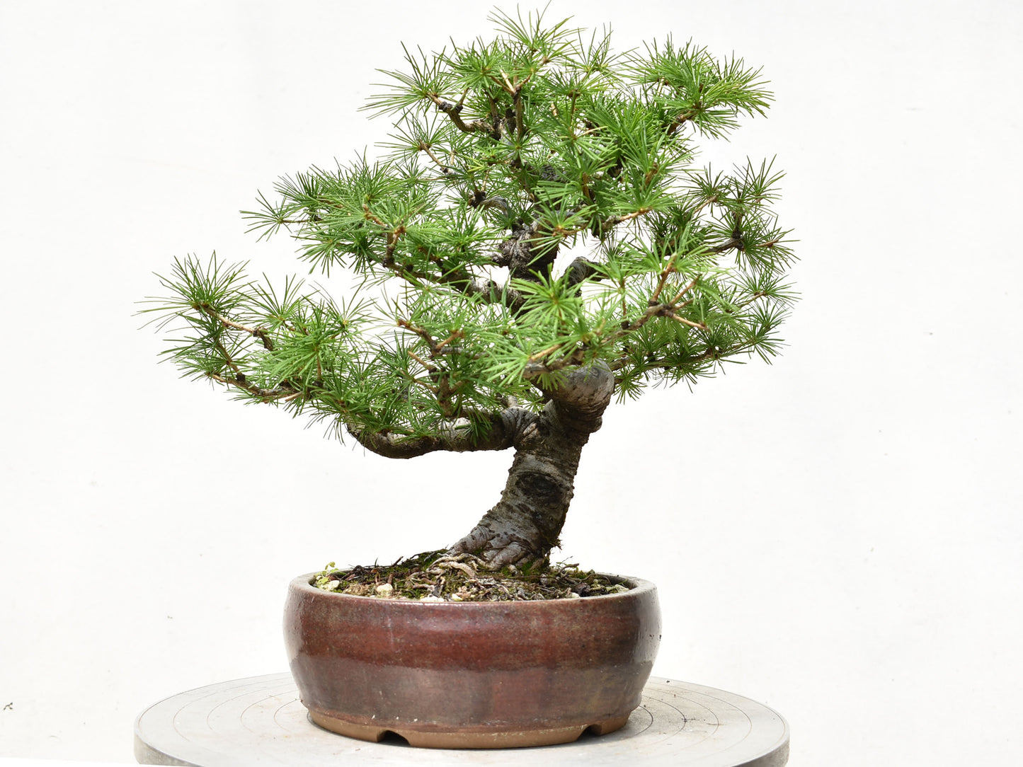 ALERCE EUROPEO (Larix Decidua)