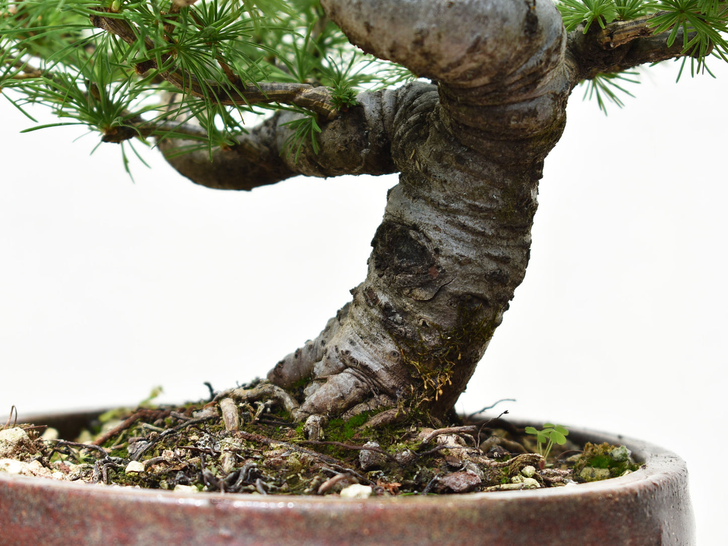 ALERCE EUROPEO (Larix Decidua)