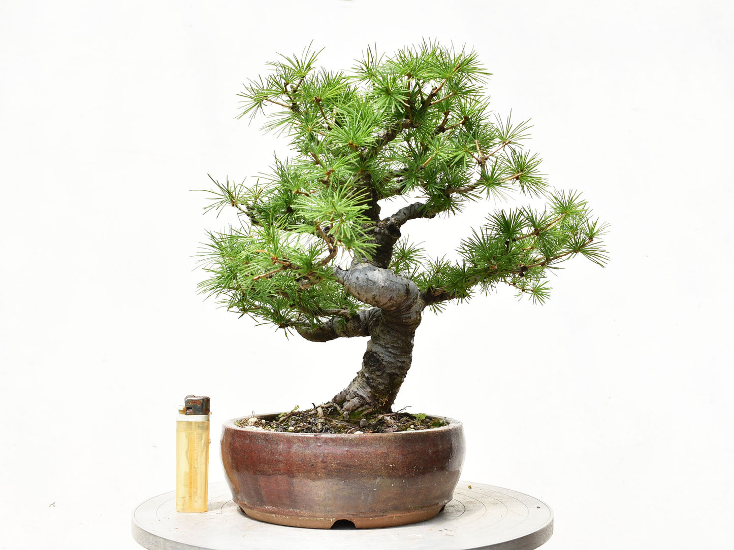 ALERCE EUROPEO (Larix Decidua)