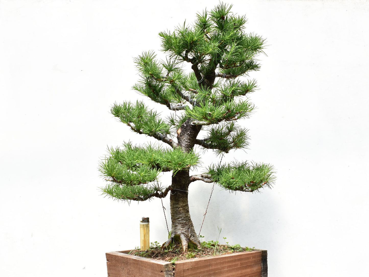 ALERCE EUROPEO (Larix Decidua)