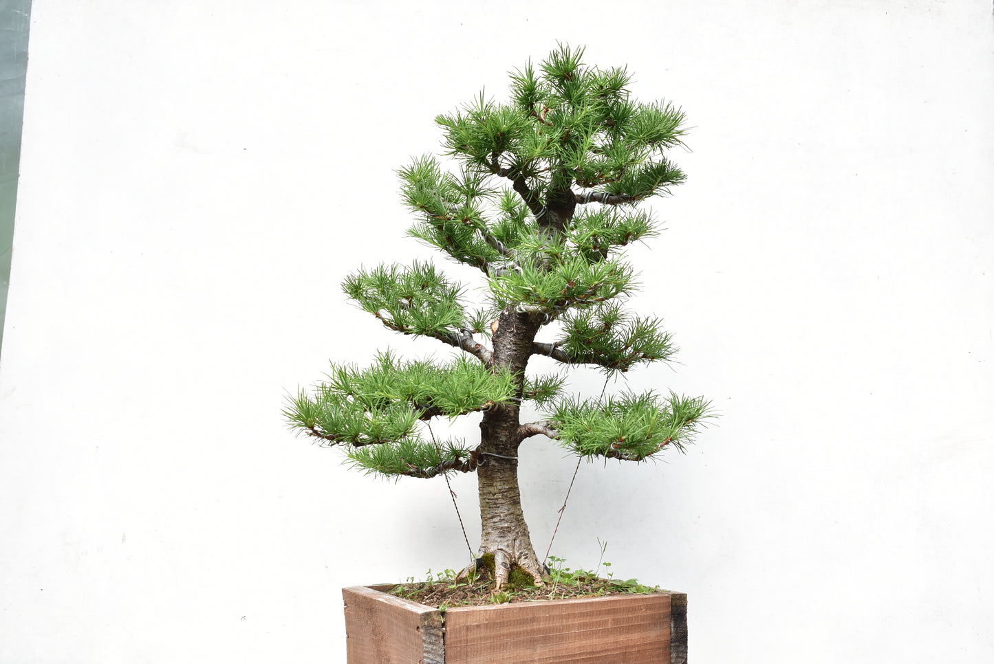 ALERCE EUROPEO (Larix Decidua)