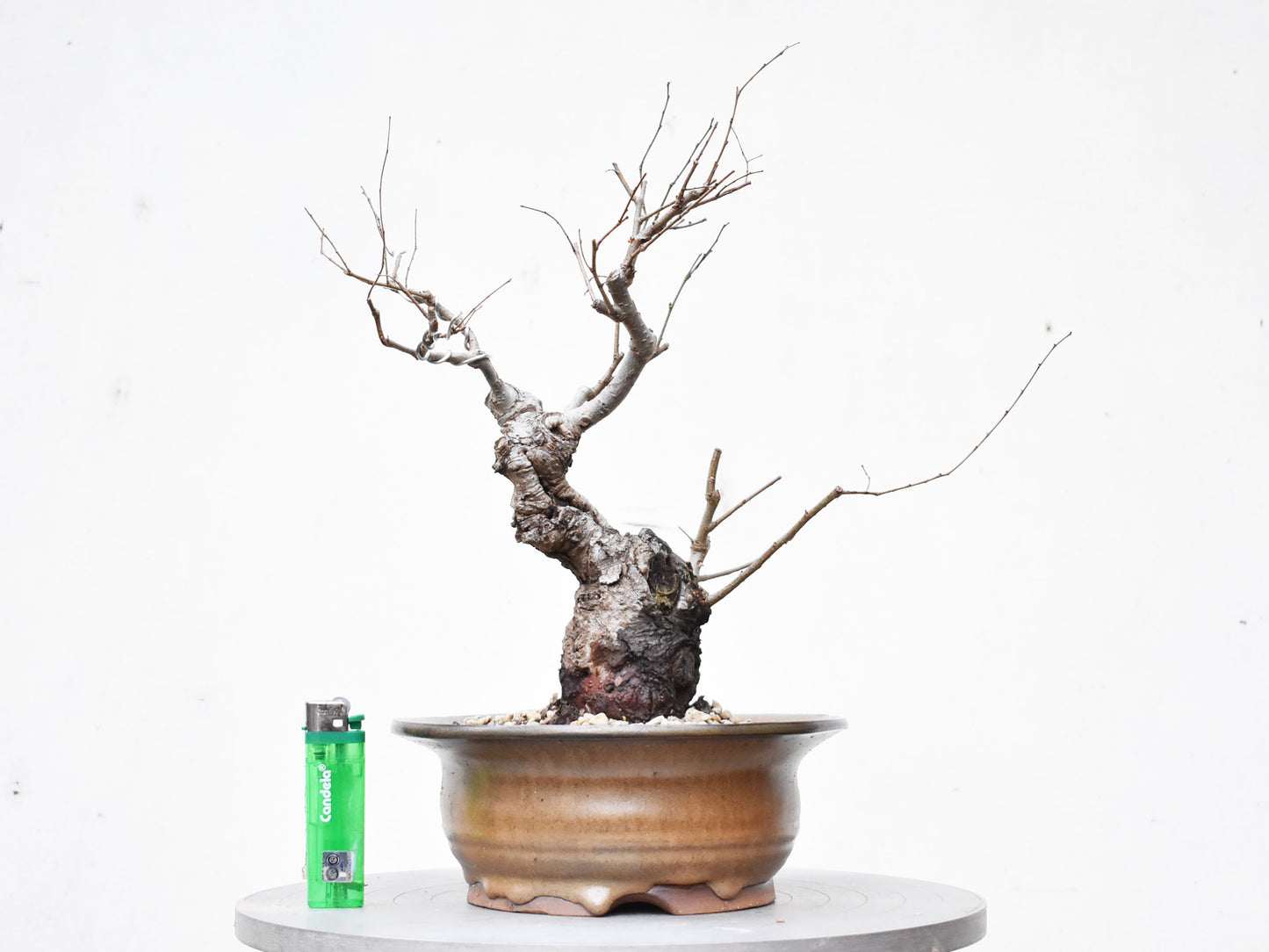 OLMO (Ulmus Minor)