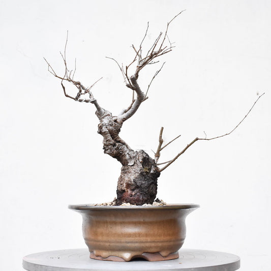 OLMO (Ulmus Minor)