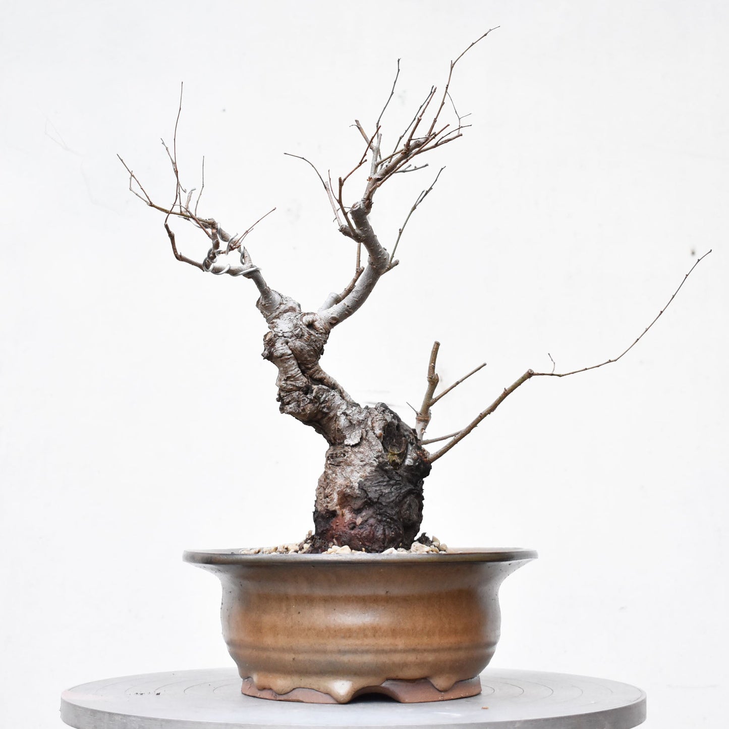 OLMO (Ulmus Minor)