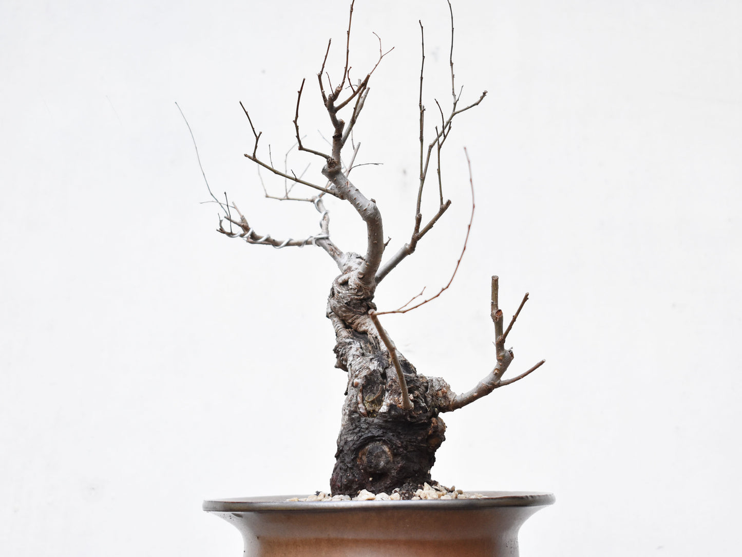 OLMO (Ulmus Minor)