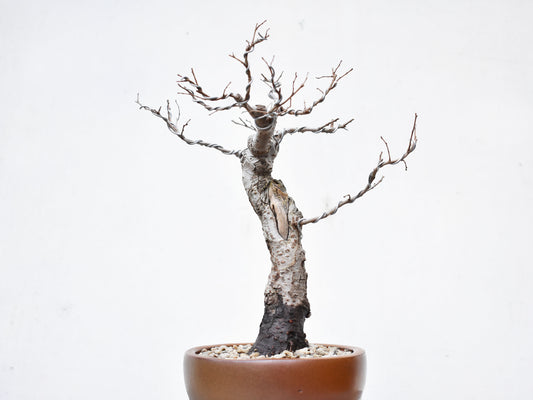 OLMO (Ulmus Minor)