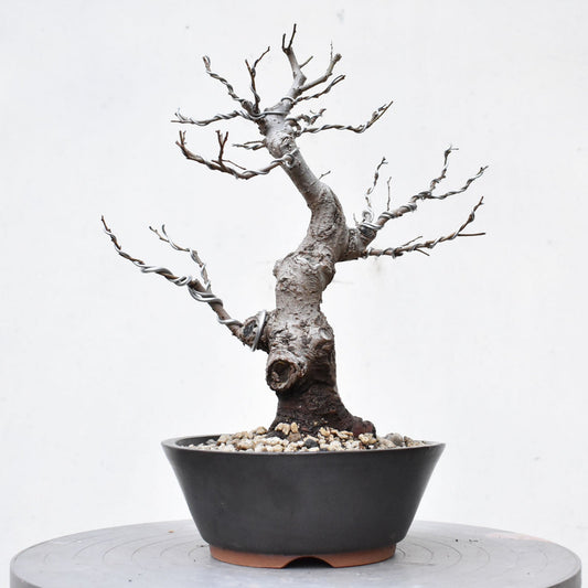 OLMO (Ulmus Minor)