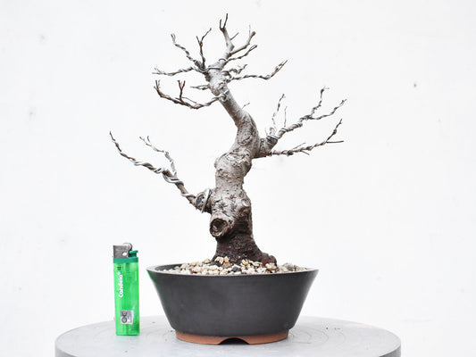 OLMO (Ulmus Minor)
