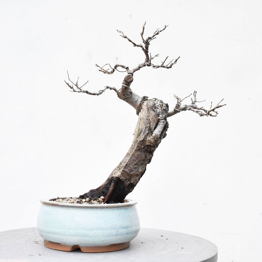 OLMO (Ulmus Minor)