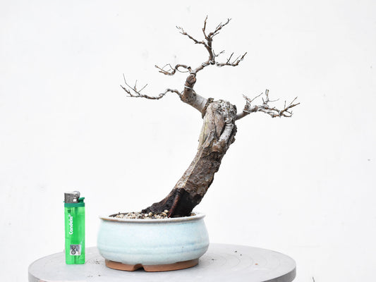 OLMO (Ulmus Minor)