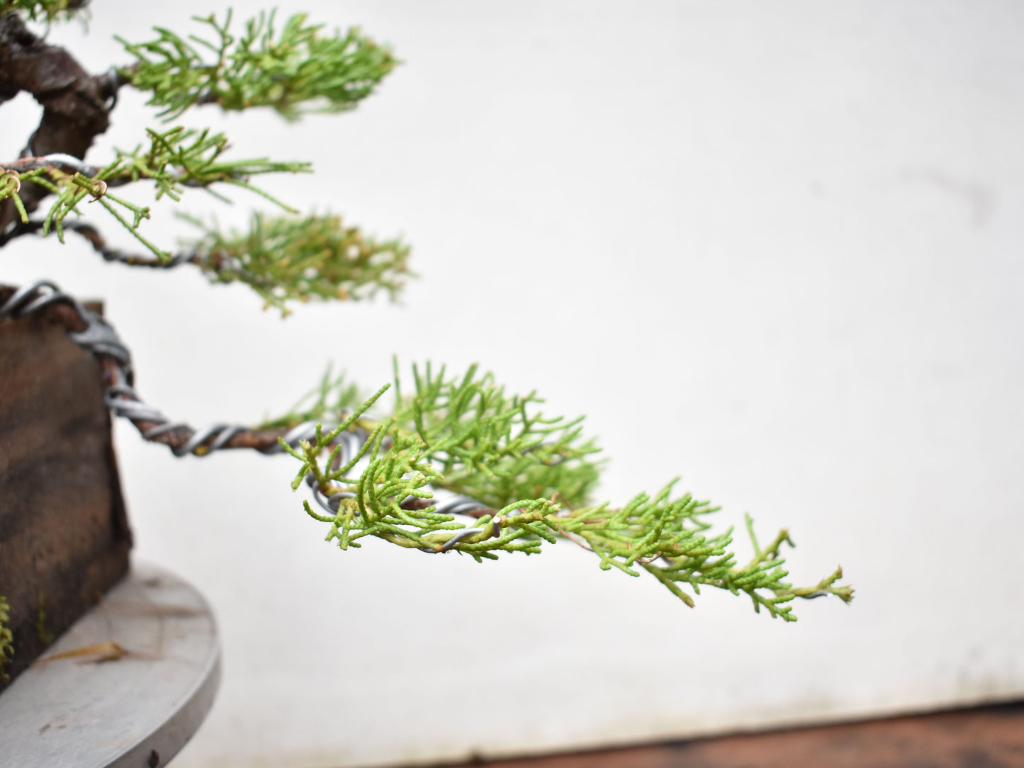 ENEBRO CHINO (Juniperus Chinensis) (copia)