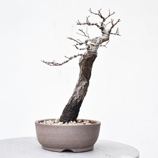 OLMO (Ulmus Minor)